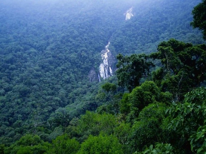 La forêt amazonienne, le « poumon de la Terre » (29)