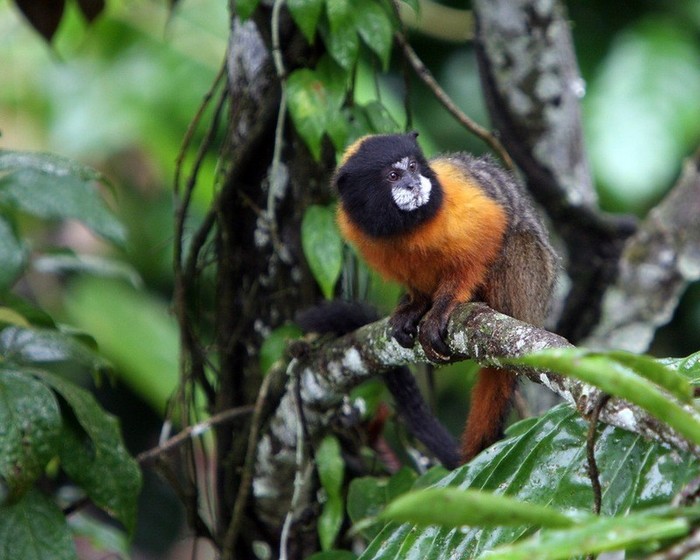 La forêt amazonienne, le « poumon de la Terre » (24)