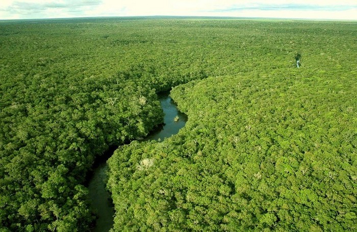 La forêt amazonienne, le « poumon de la Terre » (31)