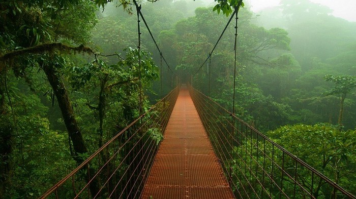 La forêt amazonienne, le « poumon de la Terre » (17)