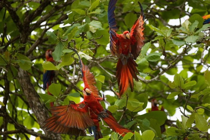 La forêt amazonienne, le « poumon de la Terre » (16)