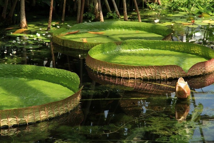 La forêt amazonienne, le « poumon de la Terre » (18)