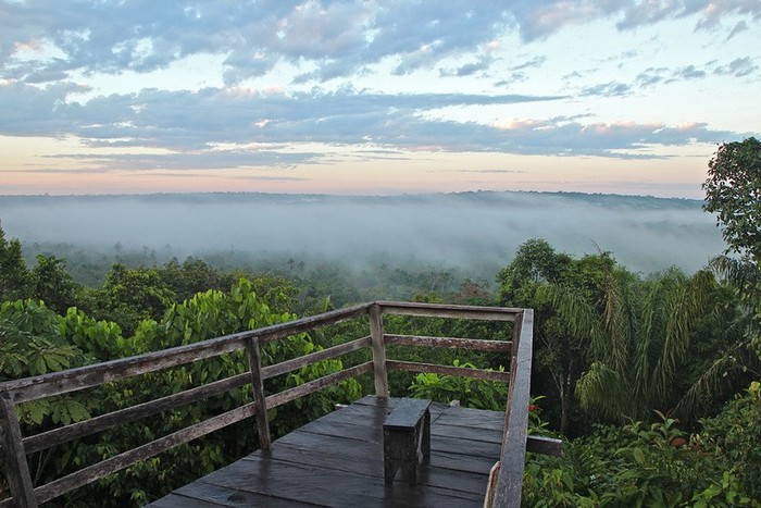 La forêt amazonienne, le « poumon de la Terre » (11)