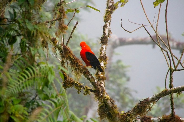 La forêt amazonienne, le « poumon de la Terre » (19)