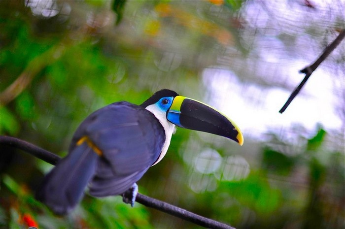 La forêt amazonienne, le « poumon de la Terre » (14)