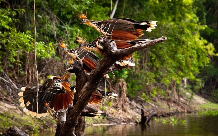 La forêt amazonienne, le « poumon de la Terre » (20)