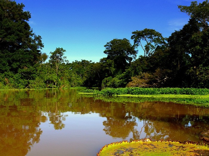 La forêt amazonienne, le « poumon de la Terre » (15)