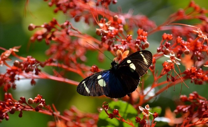 La forêt amazonienne, le « poumon de la Terre » (7)