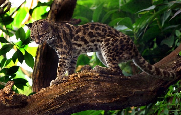 La forêt amazonienne, le « poumon de la Terre » (3)