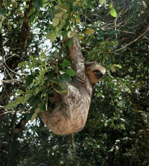 La forêt amazonienne, le « poumon de la Terre » (9)