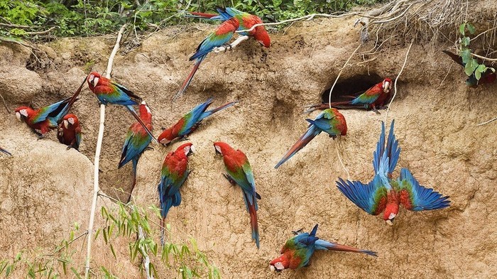 La forêt amazonienne, le « poumon de la Terre » (2)