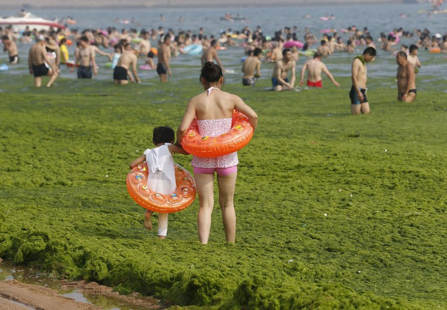 Qingdao : quand la prairie s'invite sur la plage  (6)