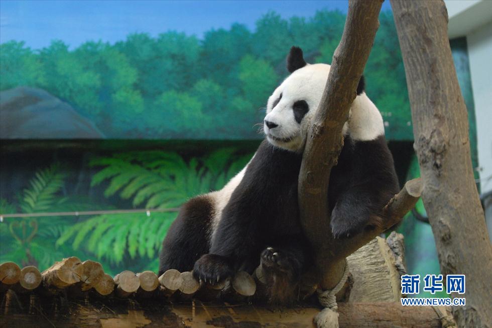 Le bébé panda se porte bien au zoo de Taipei (3)