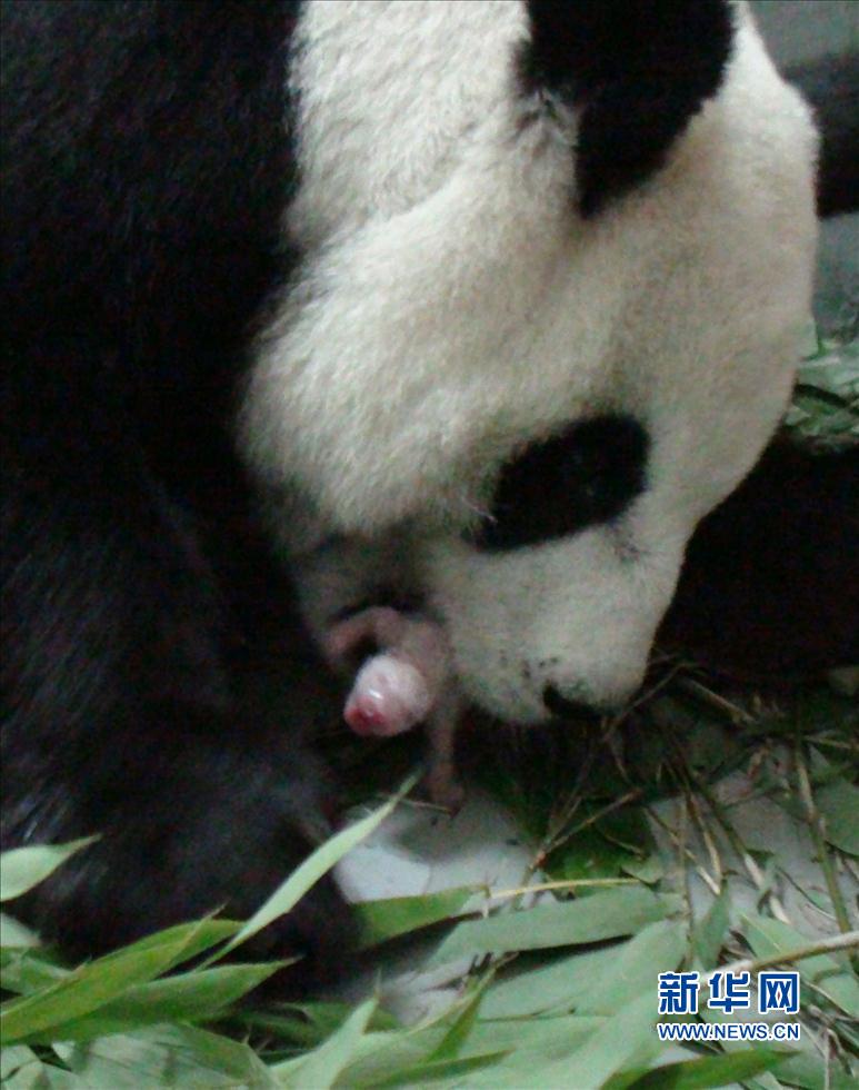 Le bébé panda se porte bien au zoo de Taipei (4)