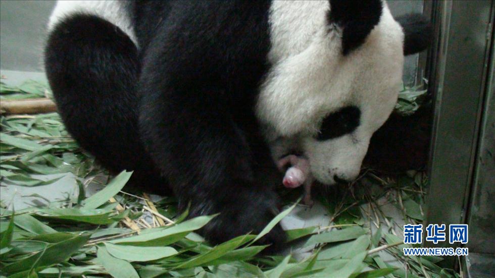 Le bébé panda se porte bien au zoo de Taipei