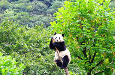 Sanctuaires du grand panda du Sichuan - Wolong (2006)