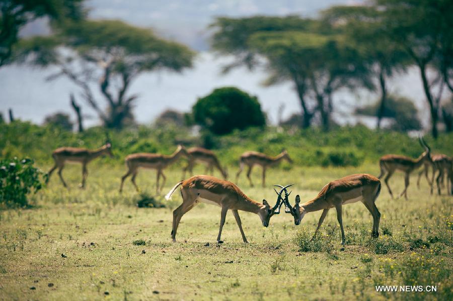 Kenya: paysages magnifiques du lac Naivasha (8)