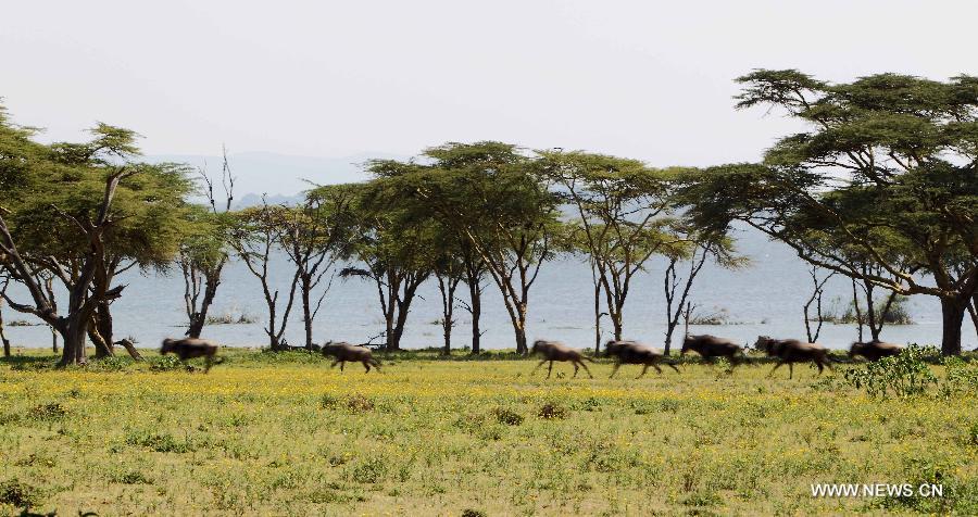 Kenya: paysages magnifiques du lac Naivasha (5)