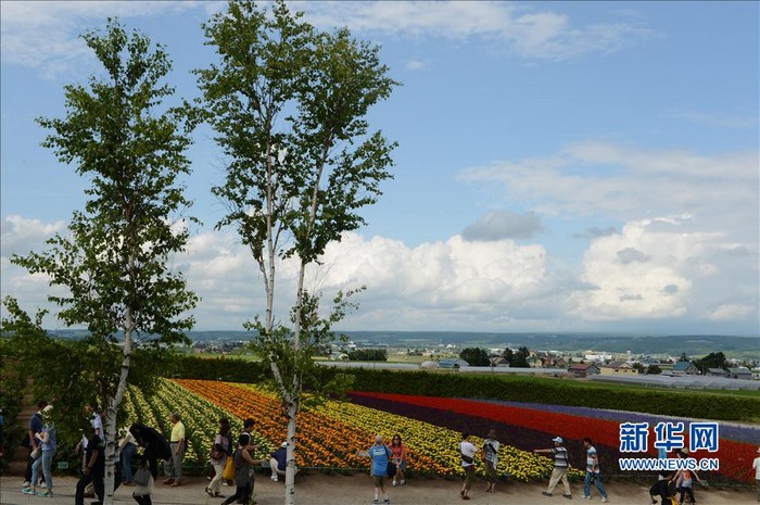 Paysages magnifiques de la mer de fleurs d'Hokkaido au Japon (6)