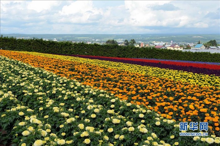 Paysages magnifiques de la mer de fleurs d'Hokkaido au Japon (9)