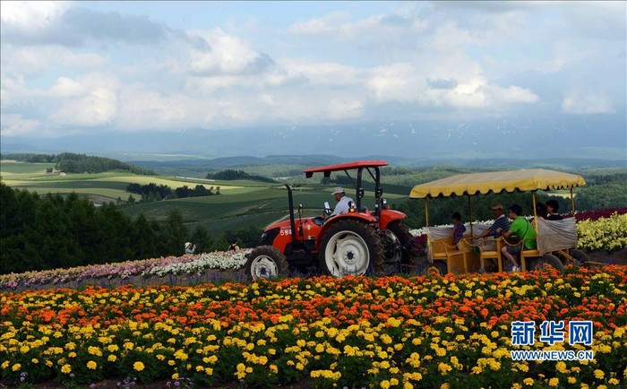 Paysages magnifiques de la mer de fleurs d'Hokkaido au Japon (7)