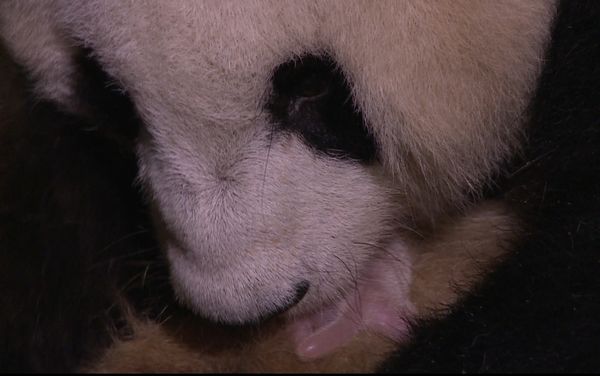 Naissance d'une femelle panda ! (5)