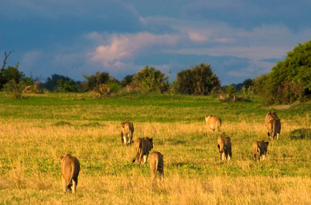 La Moremi Game Reserve, Botswana