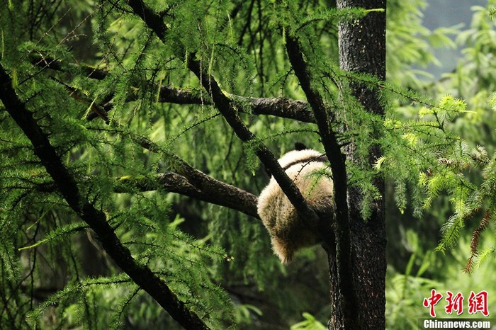 Sichuan : les 14 pandas de Wolong se portent bien (4)