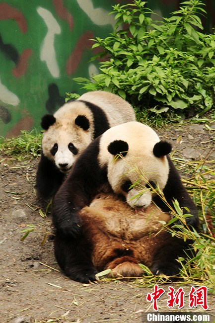 Sichuan : les 14 pandas de Wolong se portent bien (5)