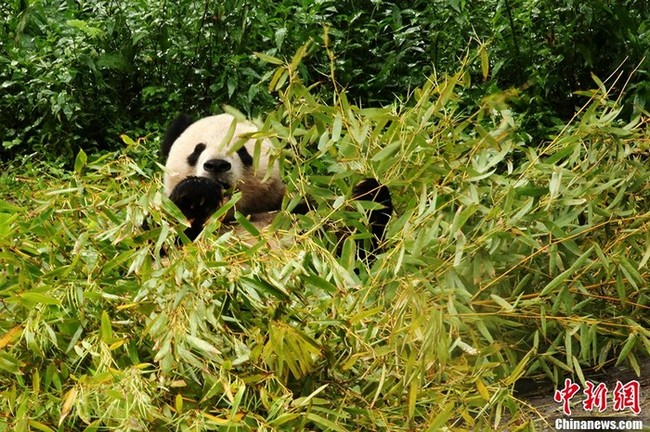 Sichuan : les 14 pandas de Wolong se portent bien (2)