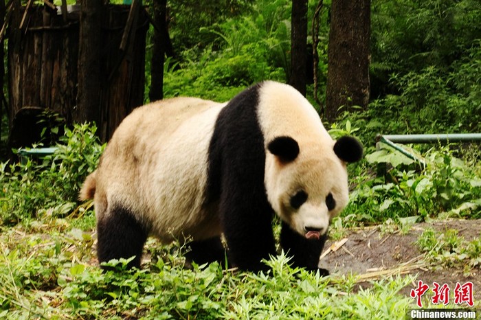 Sichuan : les 14 pandas de Wolong se portent bien (3)