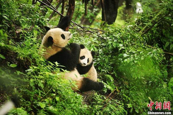 14 pandas géants, dont 5 bébés, vivent actuellement dans un environnement naturel à Wolong, dans la province du Sichuan. Ci-dessus en photo, la femelle panda Sixue et son bébé panda né en 2012.