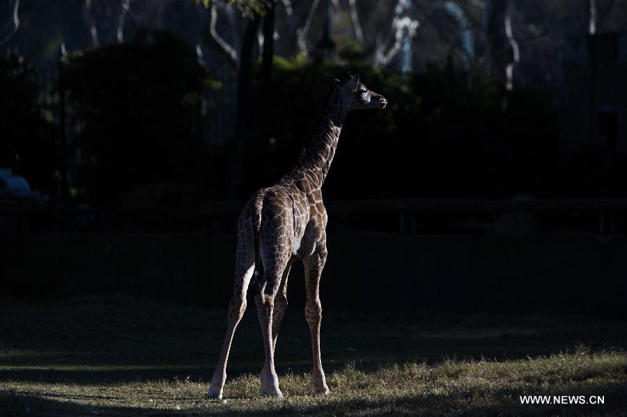 Un bébé girafe au zoo de Buenos Aires (2)