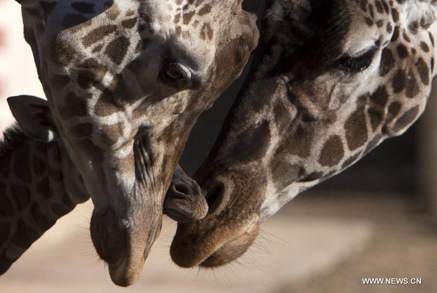 Un bébé girafe au zoo de Buenos Aires
