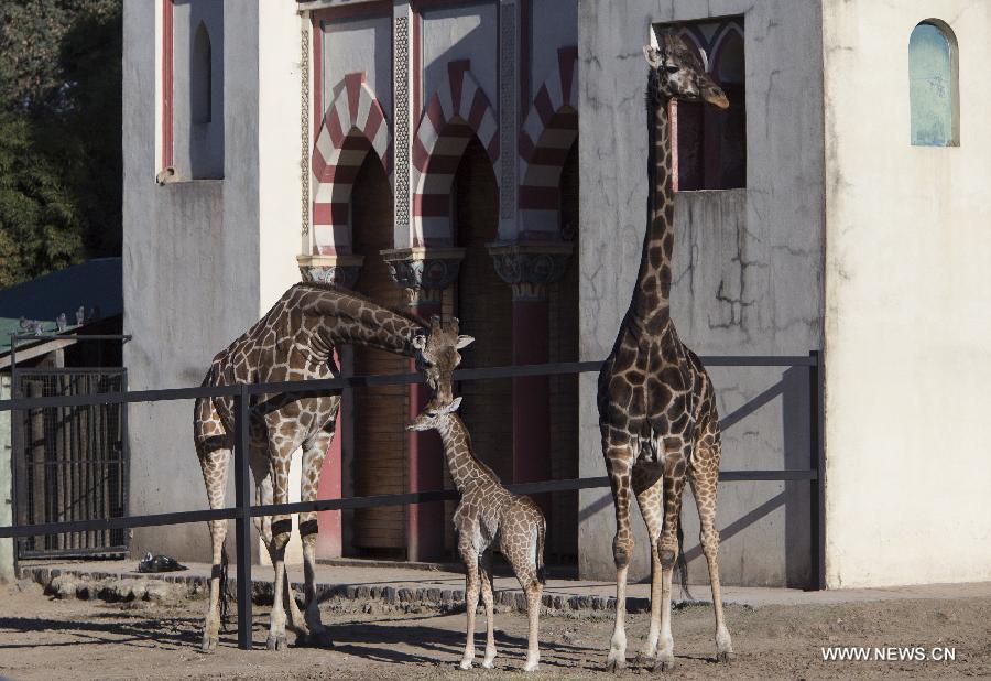 Un bébé girafe au zoo de Buenos Aires (3)