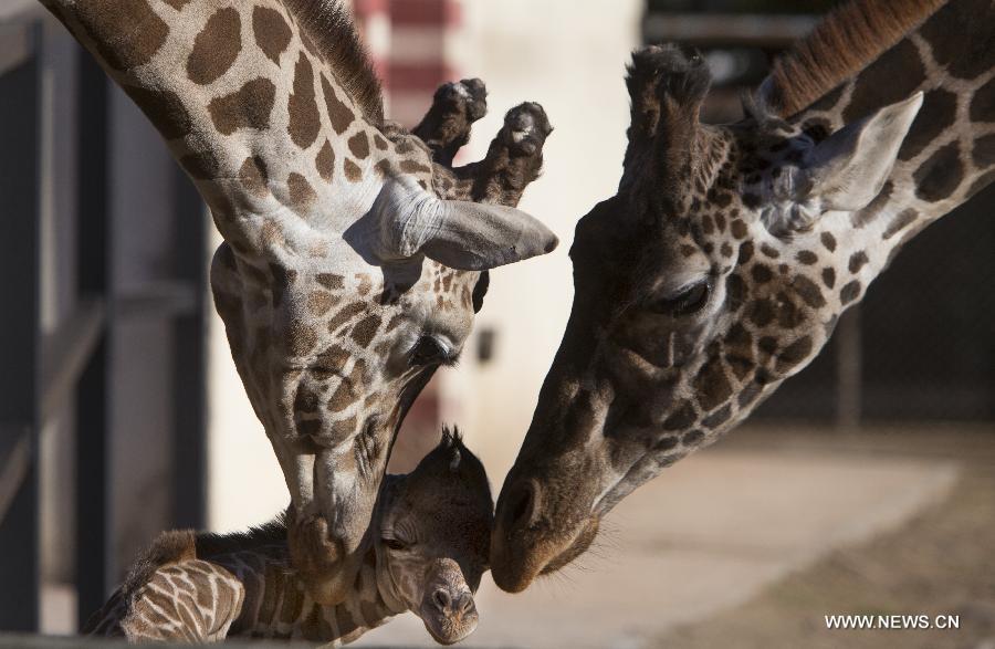 Un bébé girafe au zoo de Buenos Aires (6)
