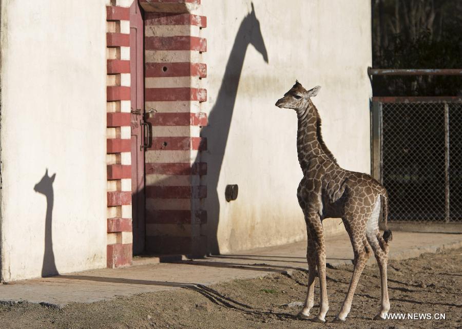 Un bébé girafe au zoo de Buenos Aires (7)