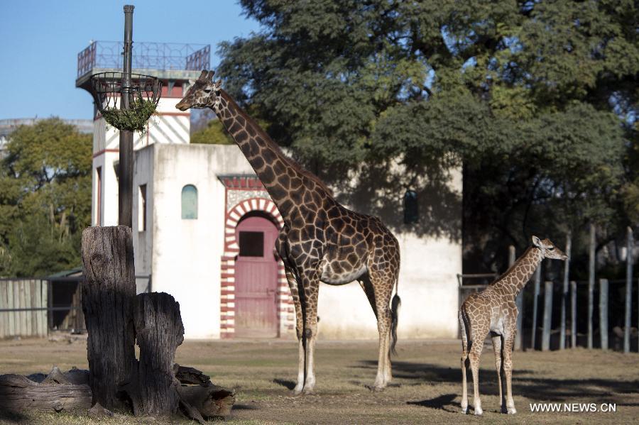 Un bébé girafe au zoo de Buenos Aires (5)