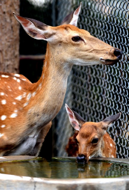 Un jeune cerf près de de sa mère, se désaltère, au zoo de Wangcheng Park à Luoyang, la province du Henan, le 25 juillet 2013.