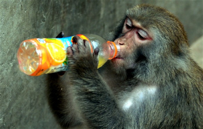 Pour étancher sa soif, un singe boit directement à la bouteille, au zoo de Wangcheng Park à Luoyang, la province du Henan, le 25 juillet 2013.
