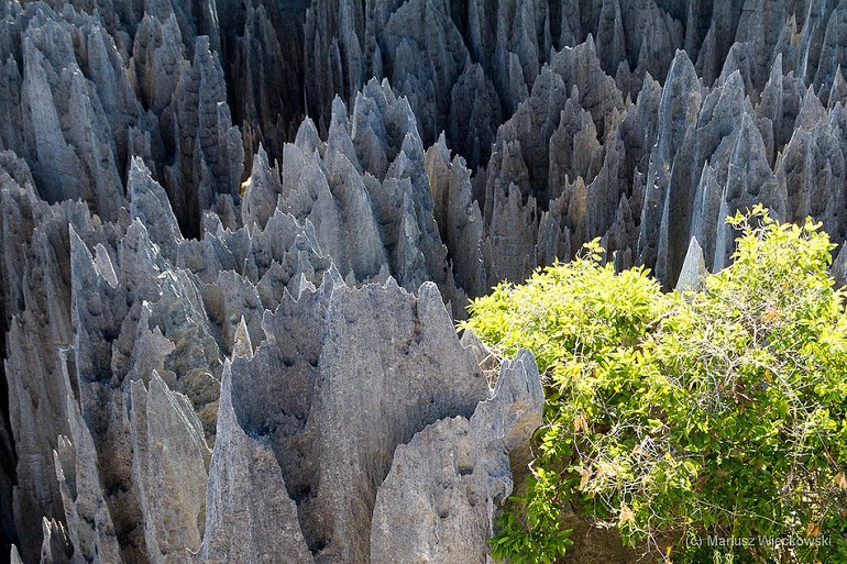 La forêt de pierres de Madagascar (18)
