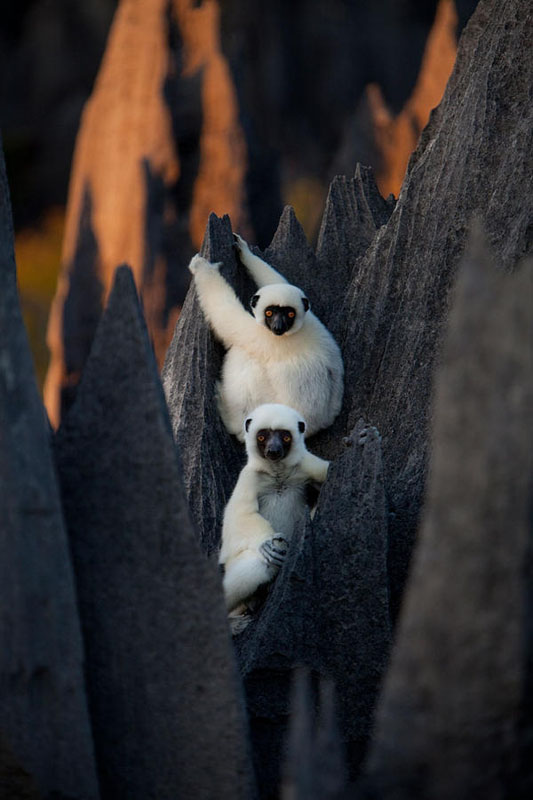 La forêt de pierres de Madagascar (5)