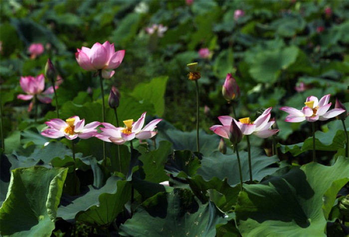 Les fleurs de lotus colorent le paysage, lors de la première édition du Festival des Lotus à Wufu, dans la ville de Wuyishan, dans la Province du Fujian, en Chine de l'Est, le 26 juillet 2013. Le festival durera jusqu'au 1er octobre. [Photo Zouhong / Asianewsphoto]