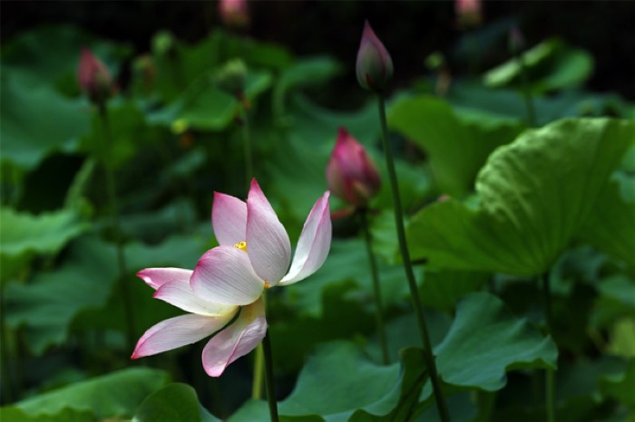 Les fleurs de lotus affichent leurs belles couleurs et leurs merveilles, lors de la première édition du Festival des Lotus à Wufu, dans la ville de Wuyishan, dans la Province du Fujian, en Chine de l'Est, le 26 juillet 2013. Le festival durera jusqu'au 1er octobre. [Photo Zouhong / Asianewsphoto]