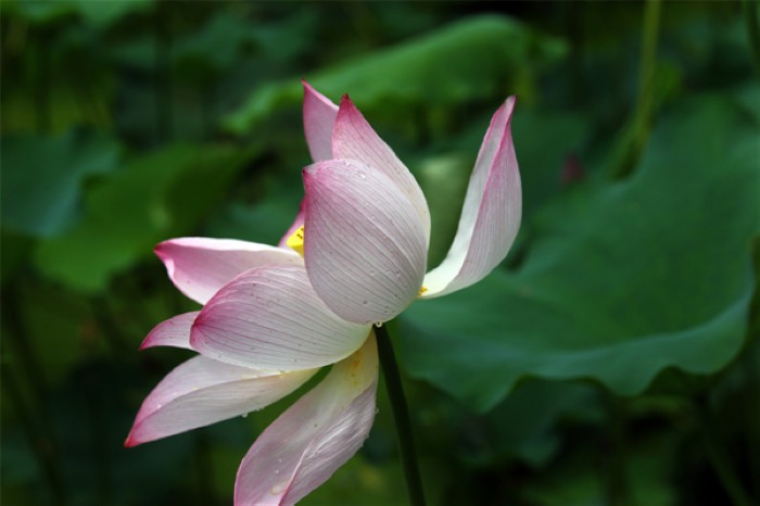 Une fleur de lotus éclose offre un éventail de pourpre et blanc, lors de la première édition du Festival des Lotus à Wufu, dans la ville de Wuyishan, dans la Province du Fujian, en Chine de l'Est, le 26 juillet 2013. Le festival durera jusqu'au 1er octobre. [Photo Zouhong / Asianewsphoto]