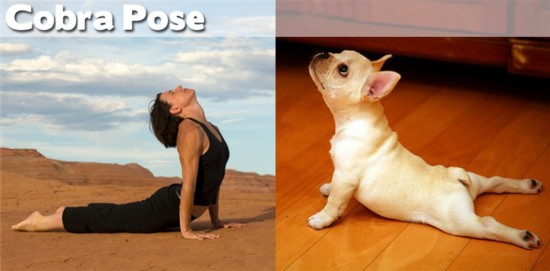 Photo : ces animaux qui pratiquent le Yoga...