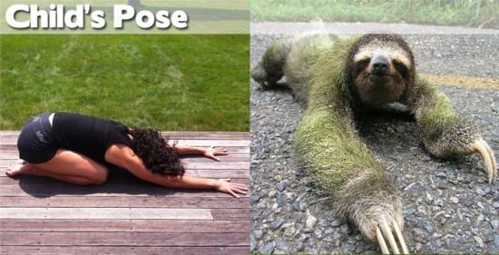Photo : ces animaux qui pratiquent le Yoga... (13)