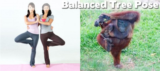 Photo : ces animaux qui pratiquent le Yoga... (19)
