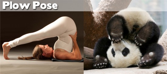 Photo : ces animaux qui pratiquent le Yoga... (14)