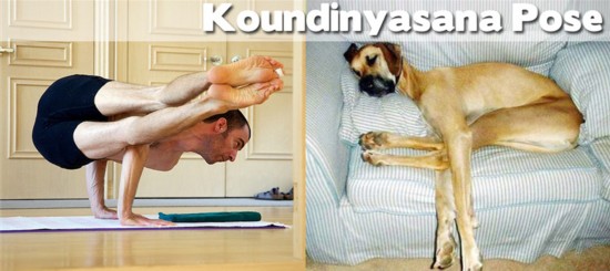 Photo : ces animaux qui pratiquent le Yoga... (18)